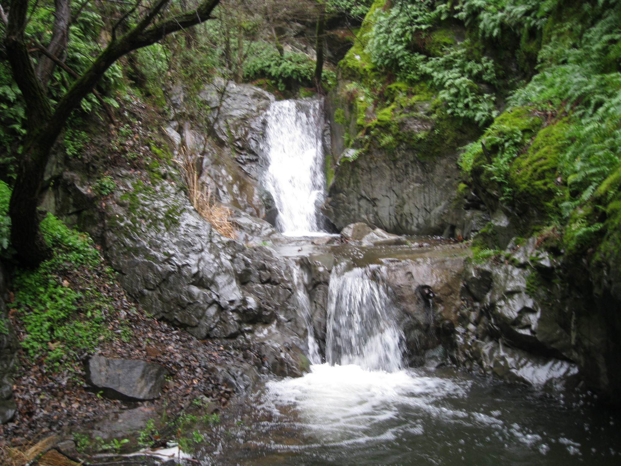 One of the many waterfalls in alum rock park.